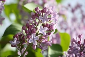 lilacs-in-bloom-image