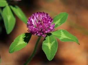 purple-clover-image