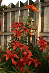 red-lillies-fence-image
