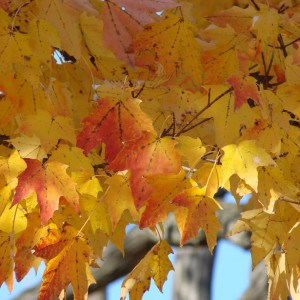 golden-leaves-fall-image