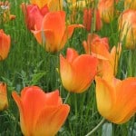 field-of-orange-tulips-image