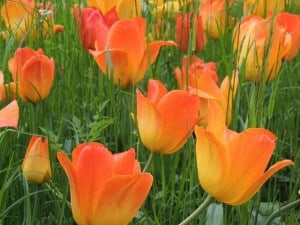 field-of-orange-tulips-image