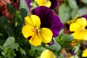 multicolor-pansies-image