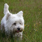 westie-in-the-tall-grass-image