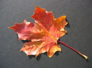 fall-leaf-single-image