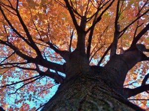 fall-sky-orange-leaves-image