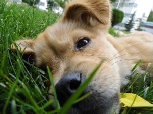 dog-nose-in-grass-image