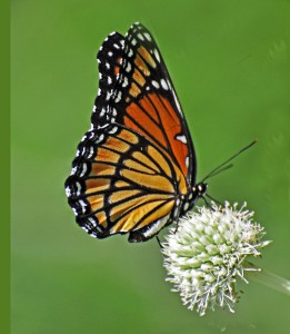 monarch-on-green-image