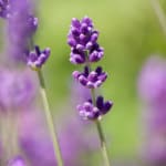 fuzzy-lavender-image