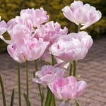 light-pink-flowers-thin-stalk-image