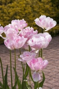 light-pink-flowers-thin-stalk-image