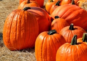 load-of-pumpkins-image