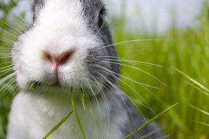 rabbit-chomping-on-grass-image