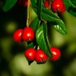 stem-red-berries-image