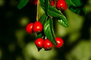 stem-red-berries-image