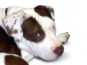 brown-eye-spot-dog-image