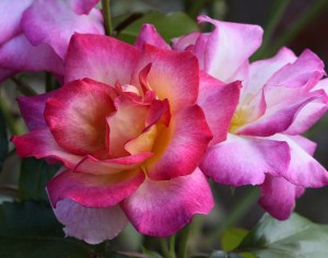 spectacular-rose-image