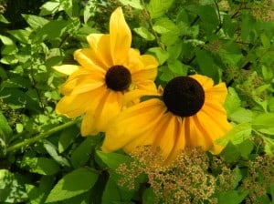 brown-center-yellow-flowers-image