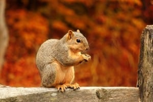 squirrel-with-nut-fall-image