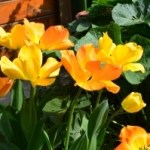 yellow-orange-tulip-garden-image