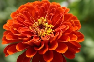 big-orange-zinnia-yellow-center-image