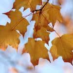 hanging-yellow-fall-leaves-blue-sky-image