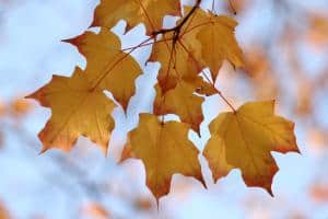 hanging-yellow-fall-leaves-blue-sky-image