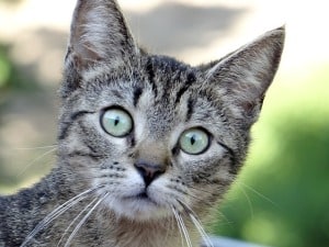gray-cat-green-blue-eyes-straight-ahead-image
