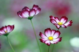 purple-white-cosmos-image