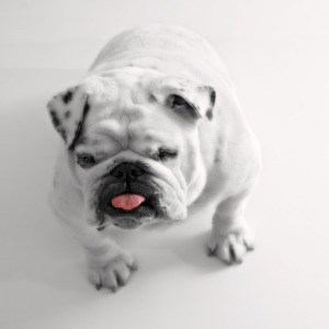 white-bulldog-center-image