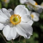 anemone-image