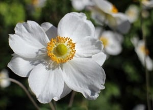 anemone-image