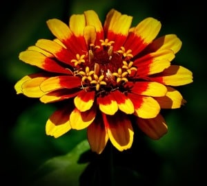 bright-yellow-orange-sunburst-flower-image
