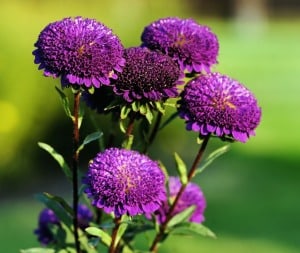 dark-purple-flower-stalks-image