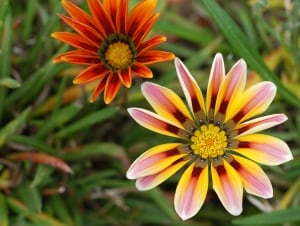 striped-flowers-orange-yellow-image