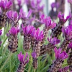 field-of-violet-lavender-image