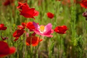 red-poppies-in-the-field-image