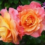 peach-pink-roses-dew-image