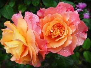 peach-pink-roses-dew-image