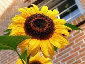 sunflower-on-brick-image