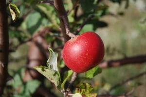 wild-apple-hanging-tree-image