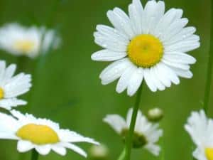 daisies-corner-image