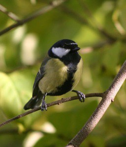 yell0w-black-chickadee-on-limb-image