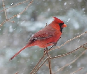 cardinal-in-the-snow-image