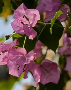 bougainvilla-image