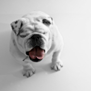 bulldog-eyes-closed-image