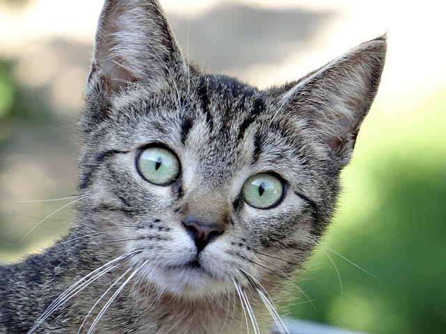 green-eyes-gray-black-cat-image