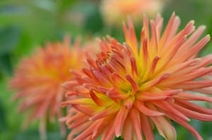 orange-dahlia-image