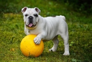 english-bulldog-yellow-ball