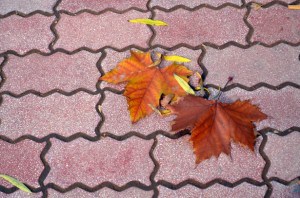 leaves-on-patterned-sidewalk-image